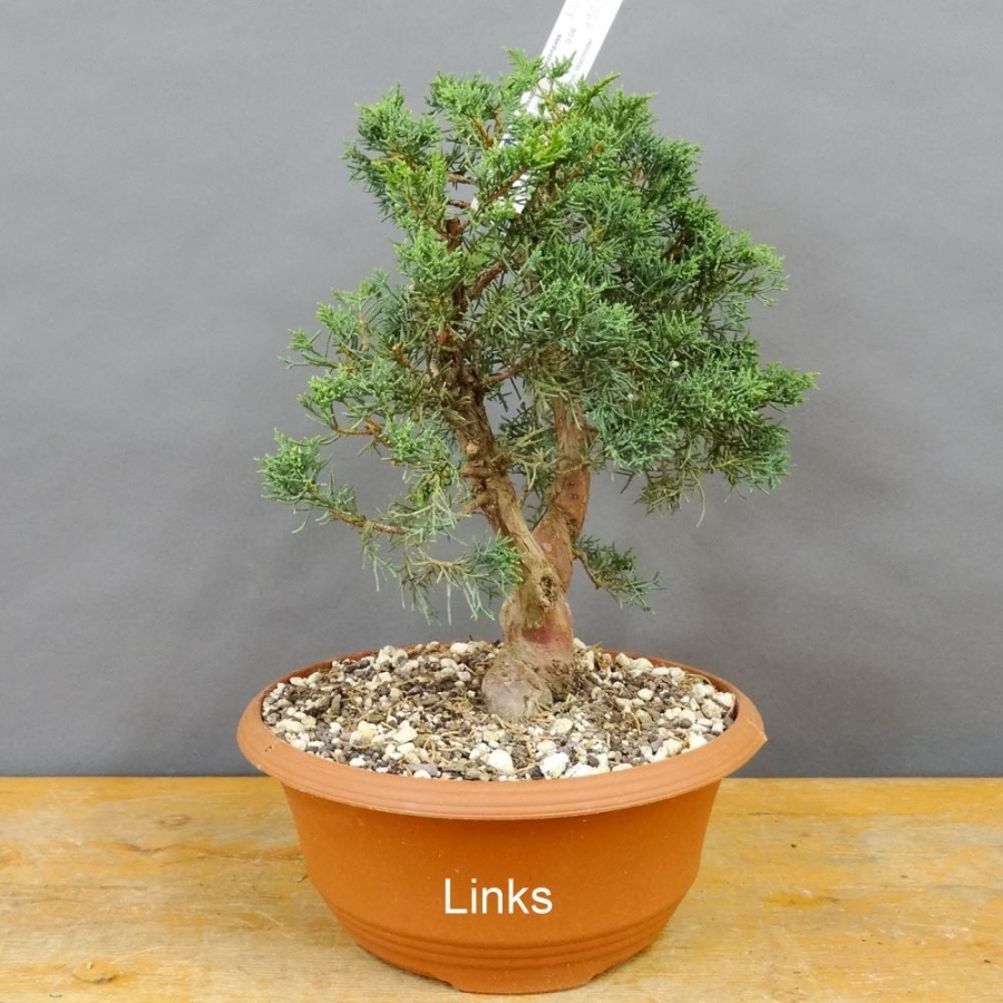 Juniperus chinensis 'Blaauw'